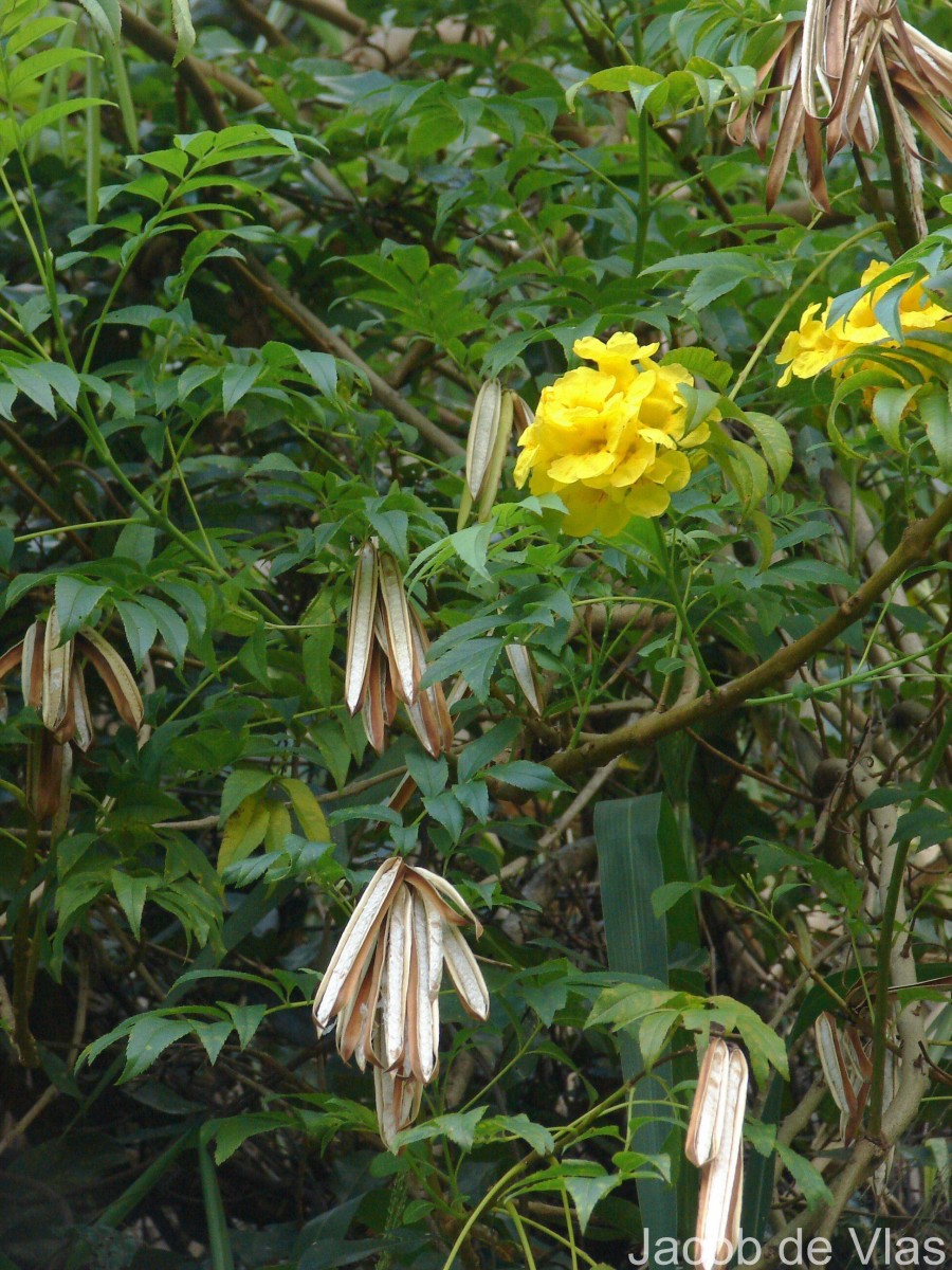 Tecoma stans var. stans